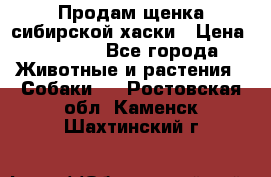 Продам щенка сибирской хаски › Цена ­ 8 000 - Все города Животные и растения » Собаки   . Ростовская обл.,Каменск-Шахтинский г.